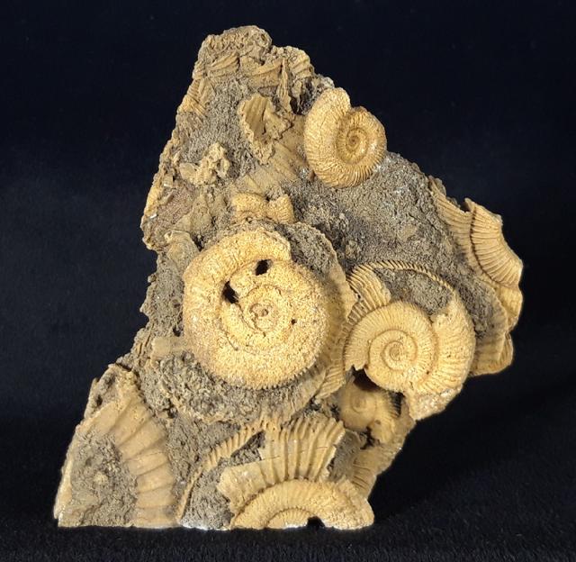 Dactylioceras athleticum (SIMPSON 1855) - Bild &copy; FossNet FossilienStore